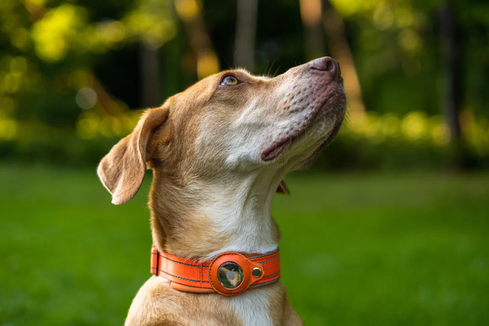 2-In-1 AirTag Anti-Lost Device & Waterproof Dog Collar