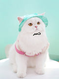 Adjustable Pet Visor Hat - FloofChonk