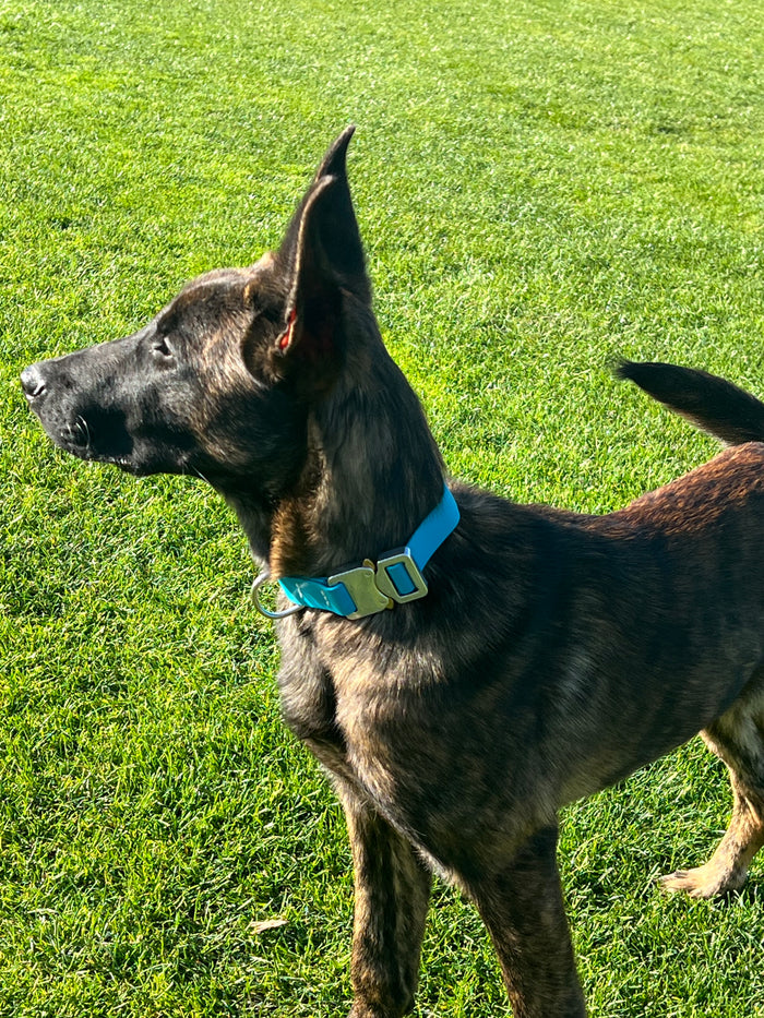 COBRA QUICK RELEASE BIOTHANE DOG COLLAR 2 and 4KN 19MM WIDE