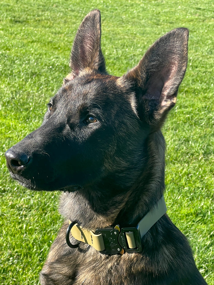 COBRA QUICK RELEASE BIOTHANE DOG COLLAR 2 and 4KN 19MM WIDE