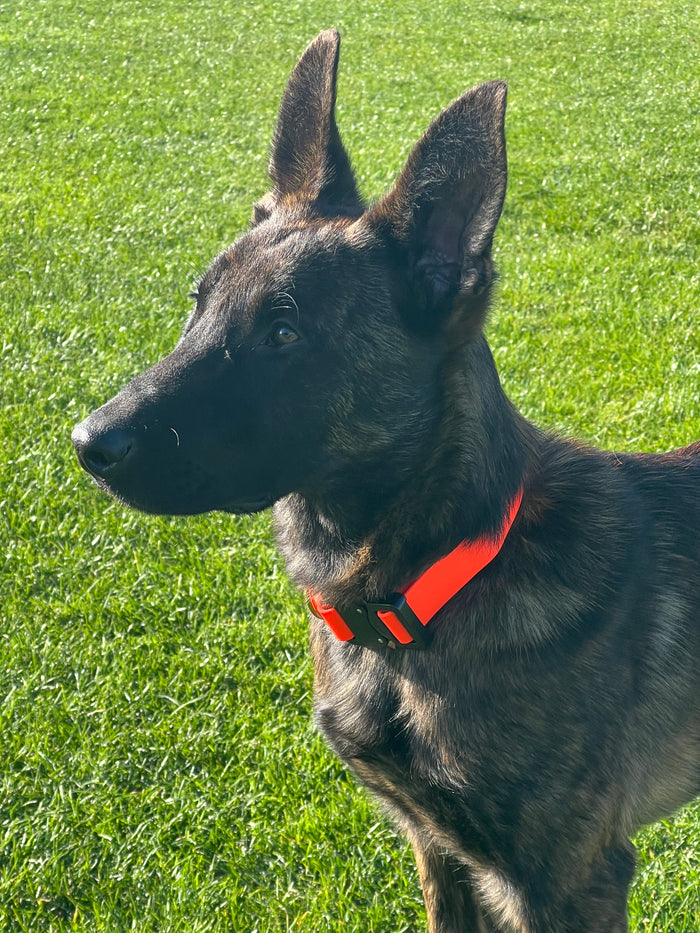 COBRA QUICK RELEASE BIOTHANE DOG COLLAR 2 and 4KN 19MM WIDE
