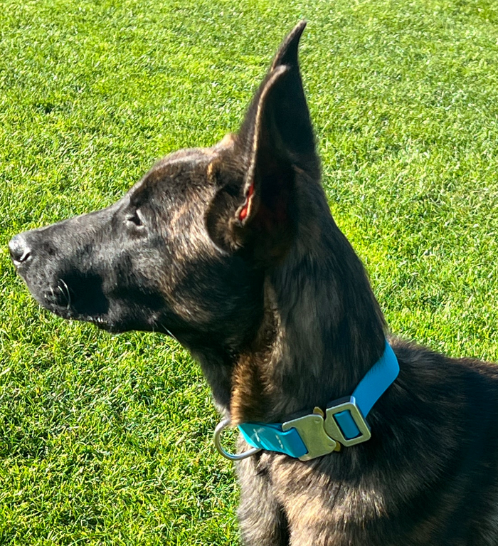 COBRA QUICK RELEASE BIOTHANE DOG COLLAR 2 and 4KN 19MM WIDE