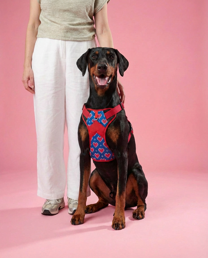 Hearty blue Double Padded Harness
