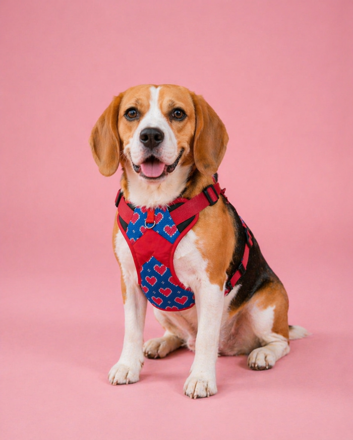 Hearty blue Double Padded Harness