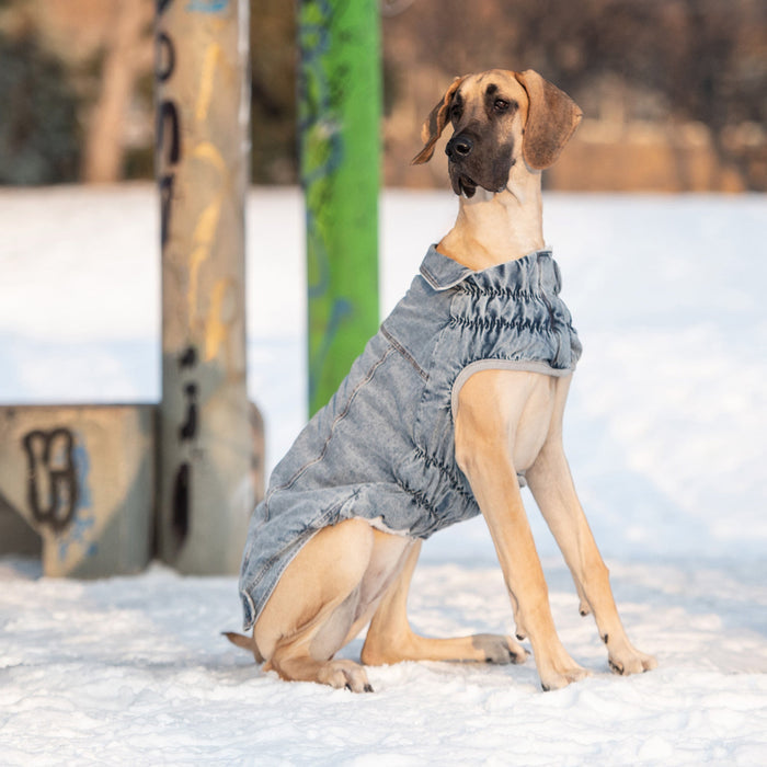 Light Wash Denim Dog Jacket