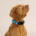 Panda Martingale Collar (1.5 inch width)