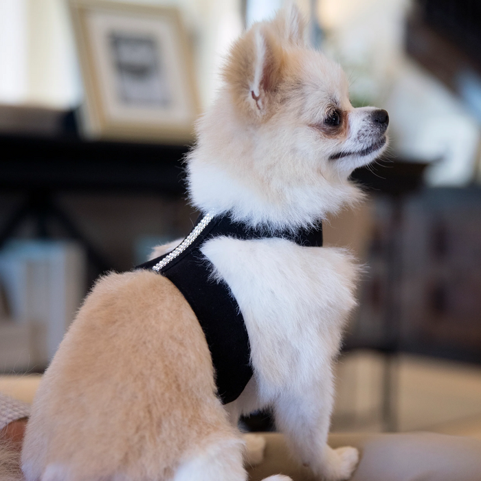 Susan Lanci Designs 3 Row Giltmore Crystals Tinkie Harness