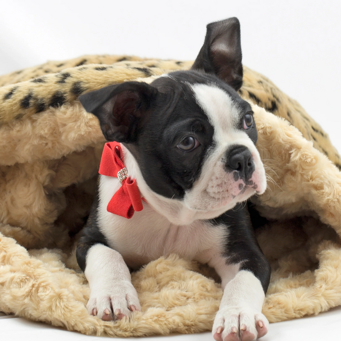 Susan Lanci Designs Nouveau Bow Collar