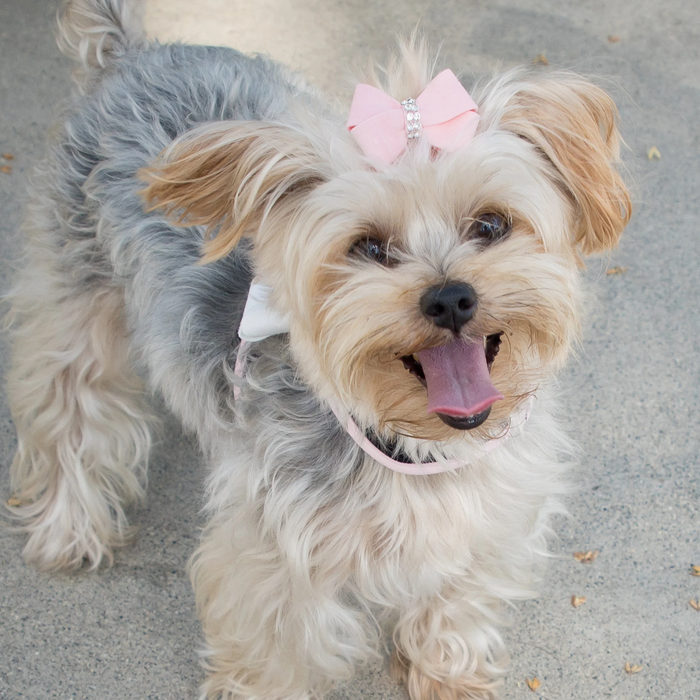Susan Lanci Designs Nouveau Bow Hair Bow