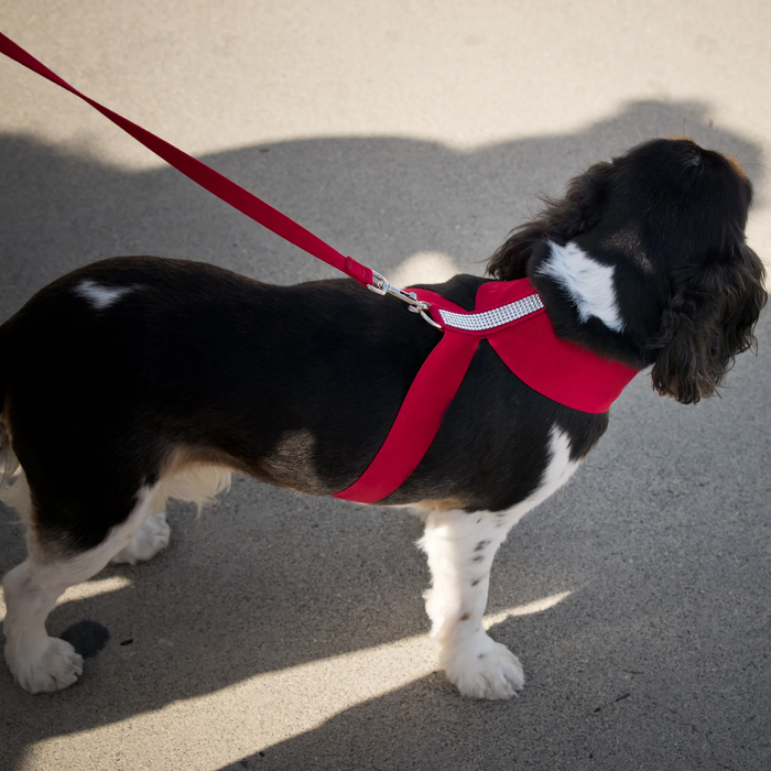 Susan Lanci Designs Plain Leash