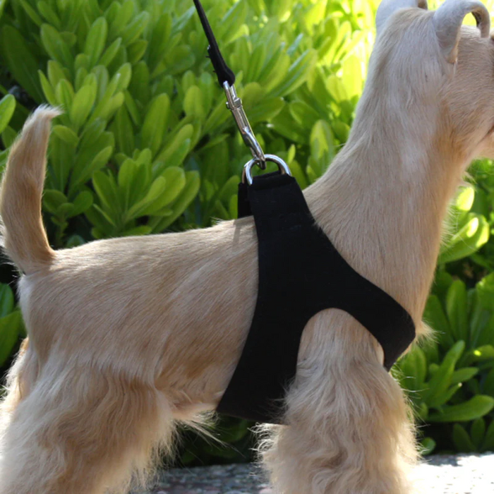 Susan Lanci Designs Step In Harness