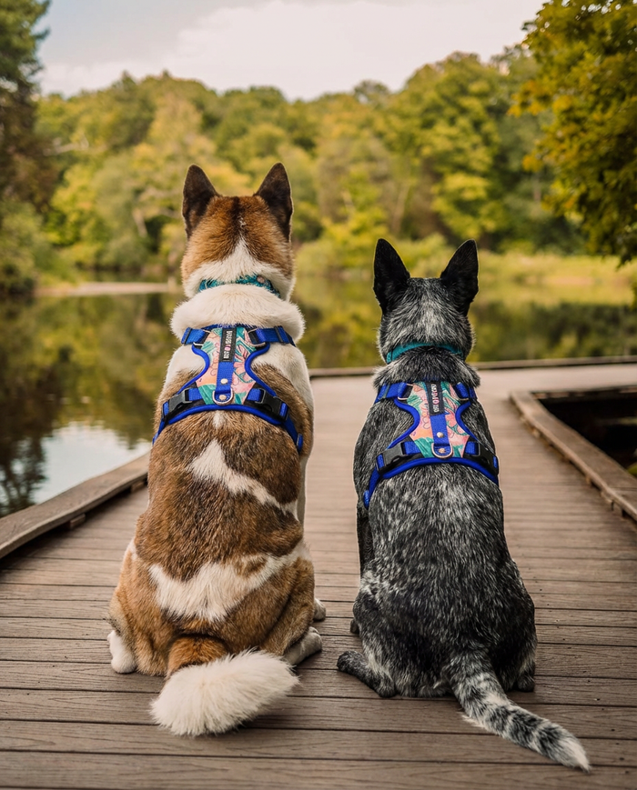 Tropicana  Double Padded Harness