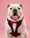 Tuxedo Body Harness