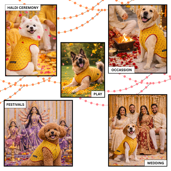 Yellow-brocade Sherwani