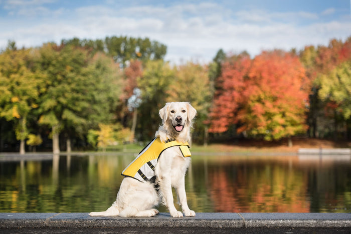 Yellow Life Savior Dog Life Jacket